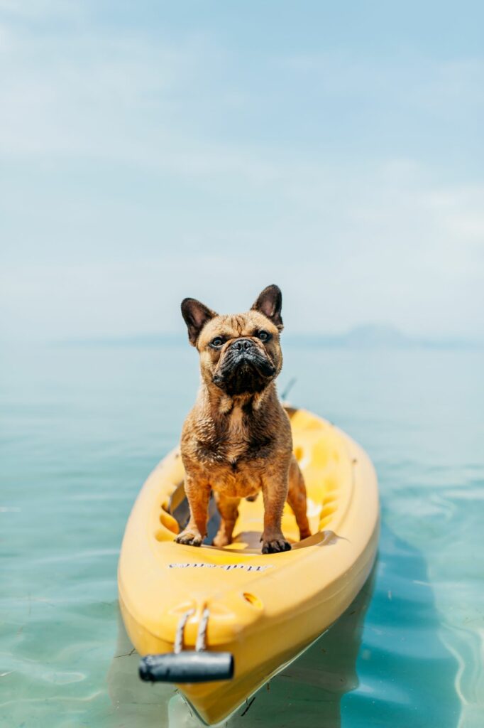 chien qui part en kayak