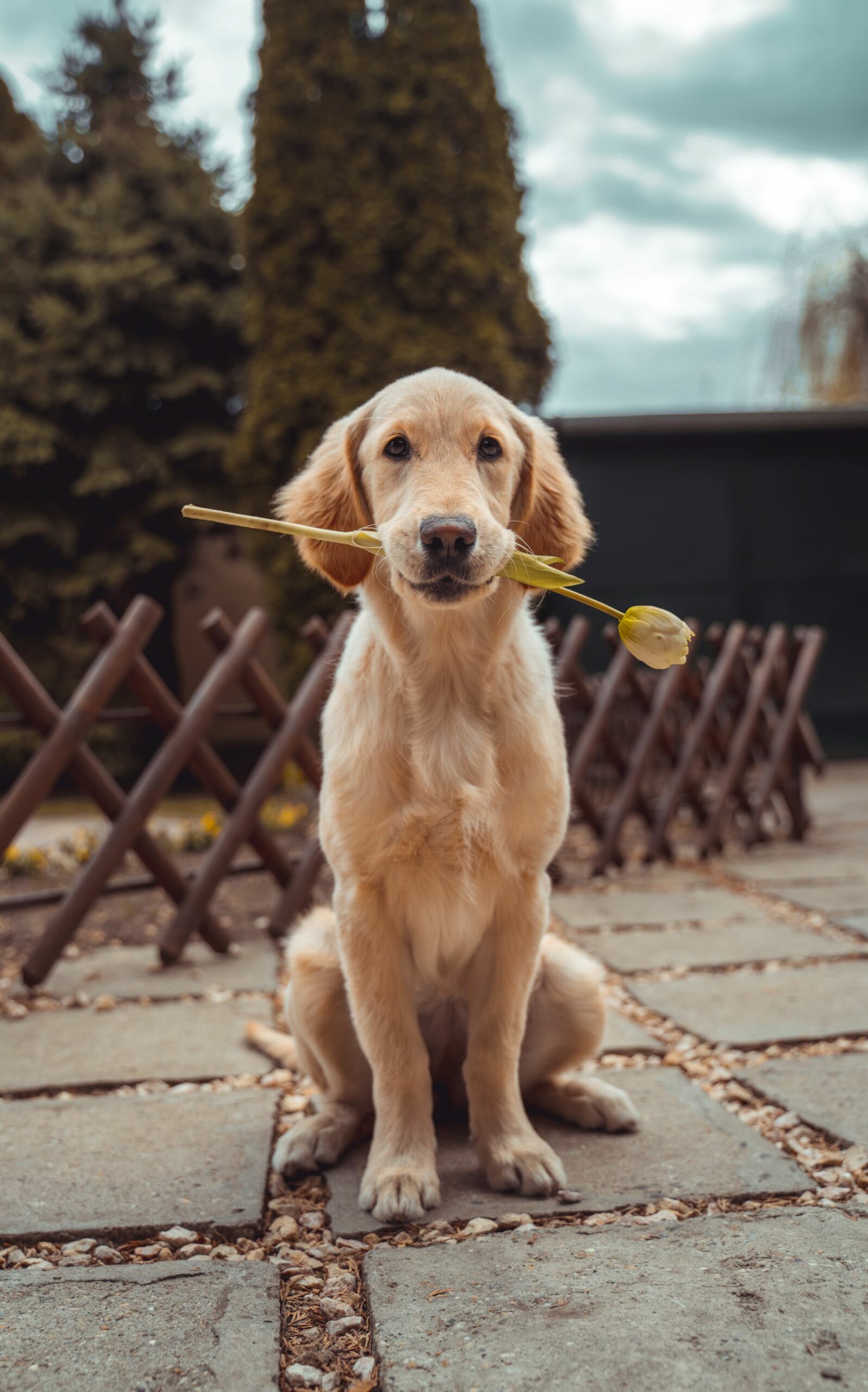 chien desolé