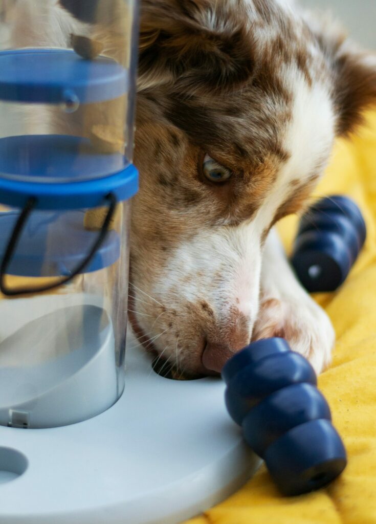 Jeu de stimulation pour chien